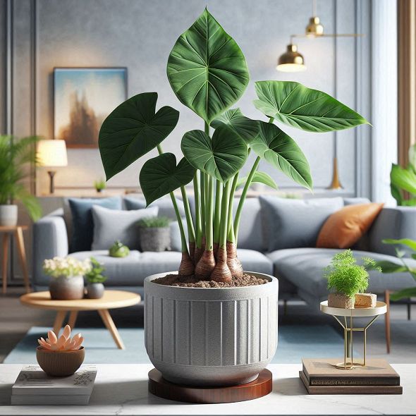 水芋（Taro / Colocasia esculenta）